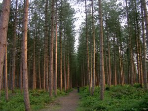 path_through_the_trees_of_the_longdown_inclosure_new_forest_-_geograph-org-uk_-_25417